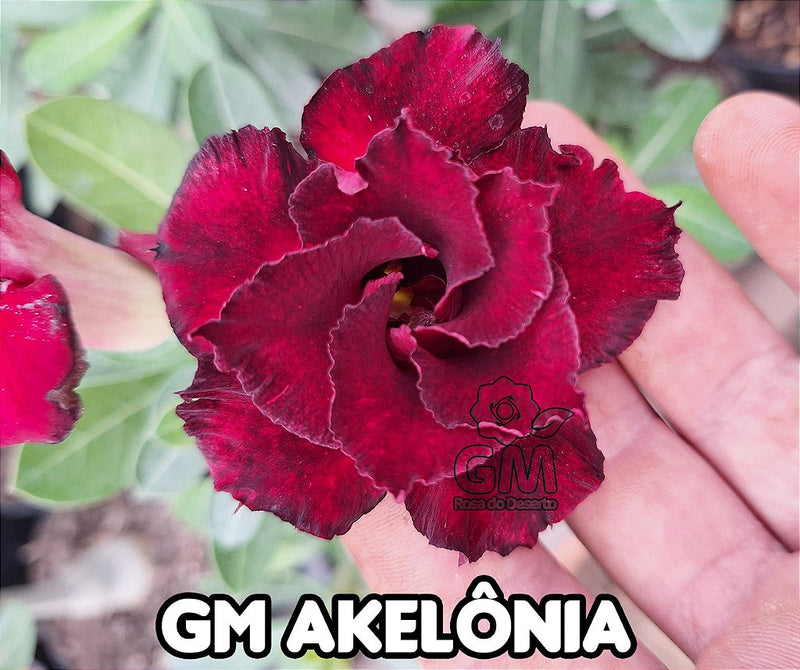 0135 - Rosa do Deserto - GM AKELONIA