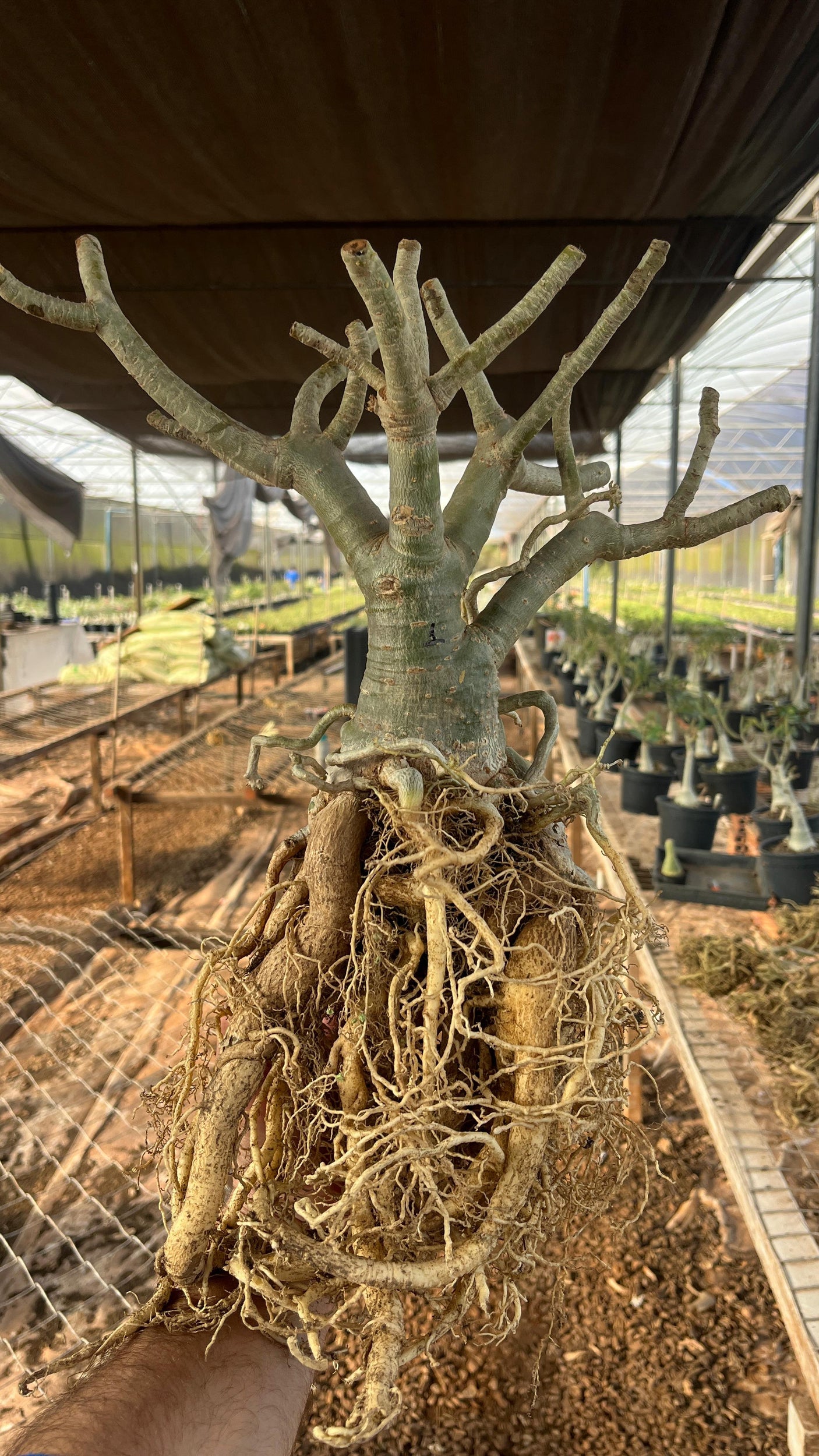 Rosa do Deserto - ARABICUM N°1