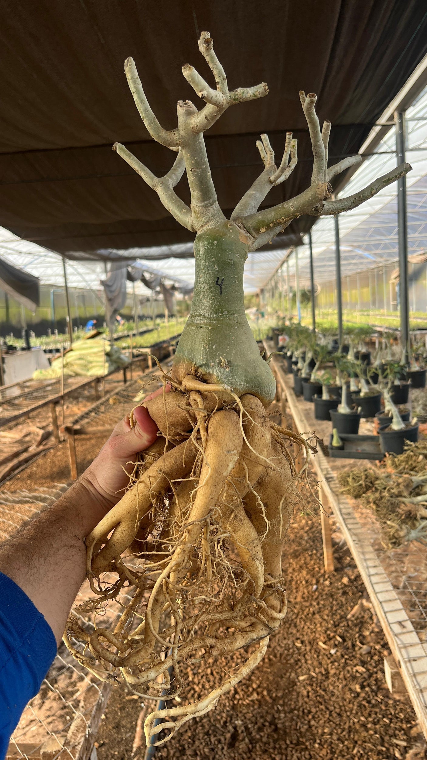 Rosa do Deserto - ARABICUM N°4