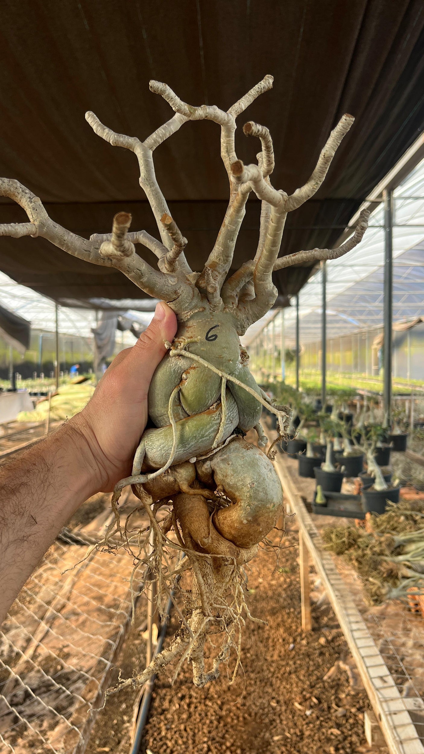 Rosa do Deserto - ARABICUM N°6
