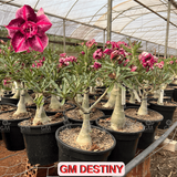 0358 - Rosa do Deserto - ENXERTO ADULTO -  GM DESTINY