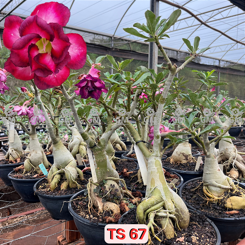 0444 - Rosa do Deserto - ENXERTO ADULTO - TS 67