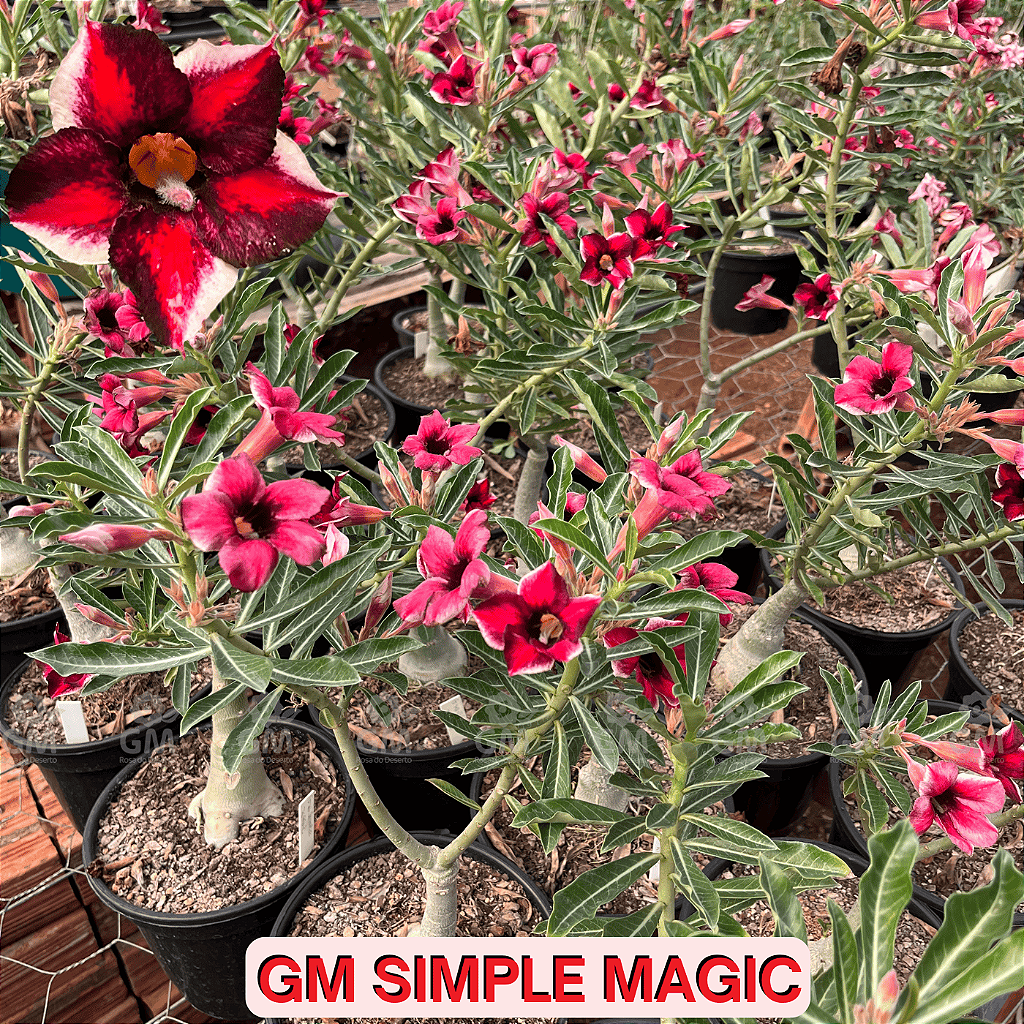 0469 - Rosa do Deserto - ENXERTO ADULTO -  GM Simple Magic