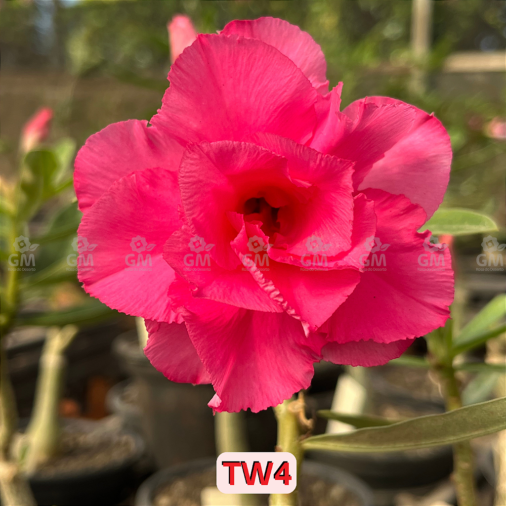 0210 - Rosa do Deserto - TW4