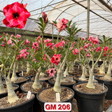 0355 - Rosa do Deserto - ENXERTO ADULTO -  GM 206
