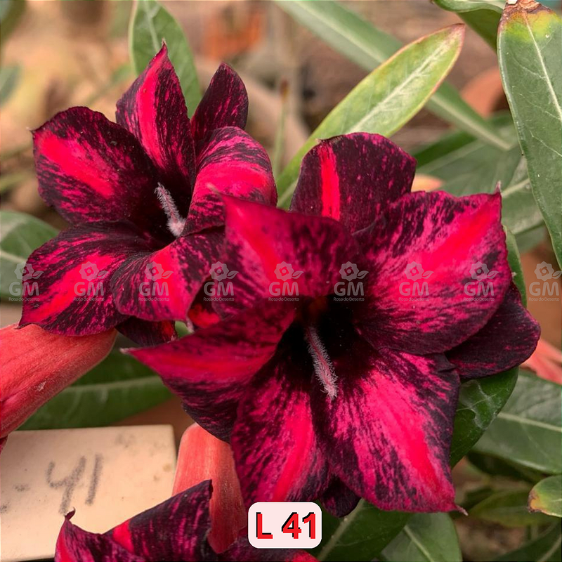 0206 - Rosa do Deserto - L 41