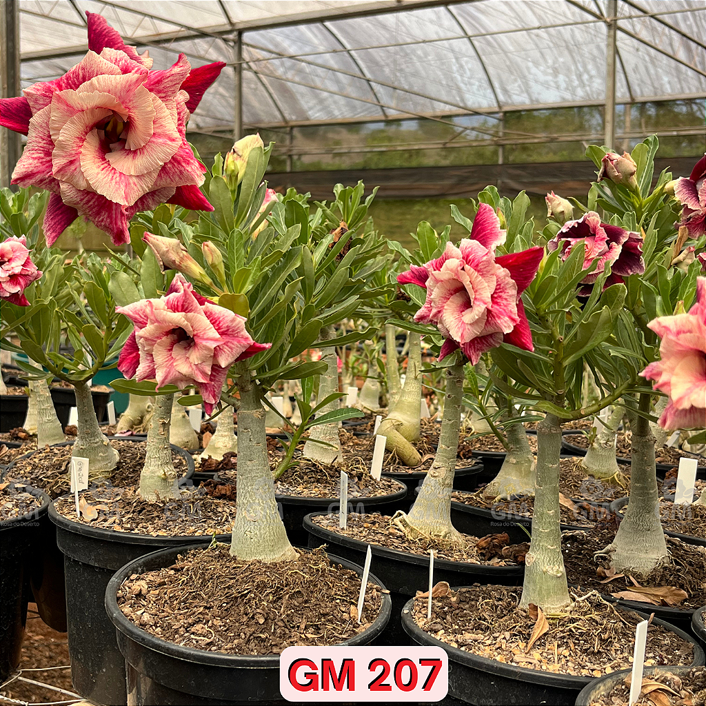 0360 - Rosa do Deserto - ENXERTO ADULTO -  GM 207