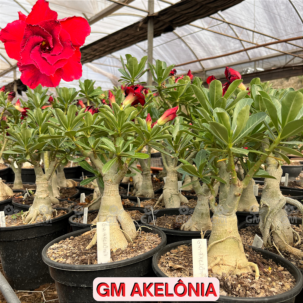0366 - Rosa do Deserto - ENXERTO ADULTO -  GM Akelonia