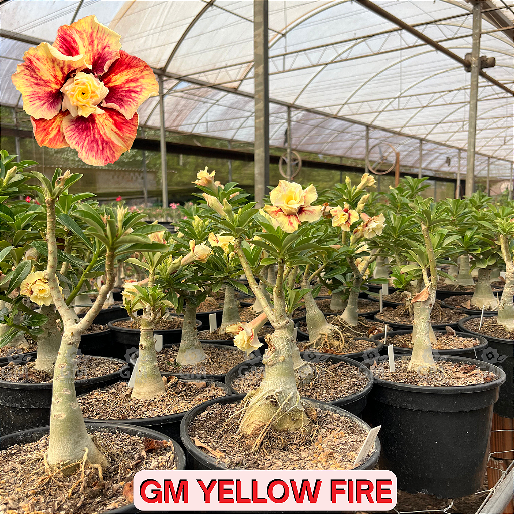 0352 - Rosa do Deserto - ENXERTO ADULTO -  GM Yellow Fire