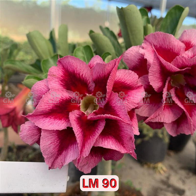 0209 - Rosa do Deserto - LM 90