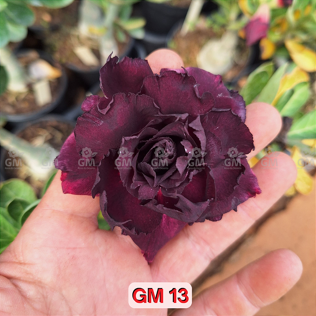 0122- Rosa do Deserto- GM-13