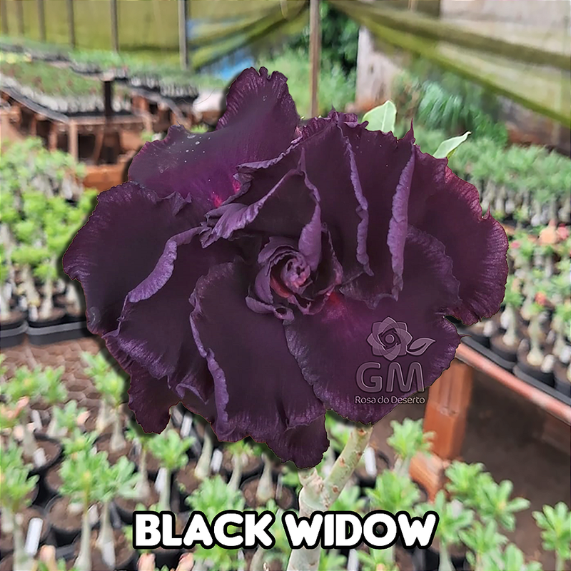 0049 - Rosa do Deserto - BLACK WIDOW ( Multipetalas )
