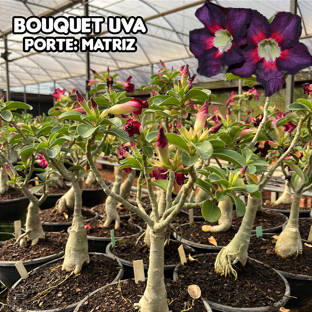 0367 - Rosa do Deserto - ENXERTO ADULTO  - BOUQUET UVA