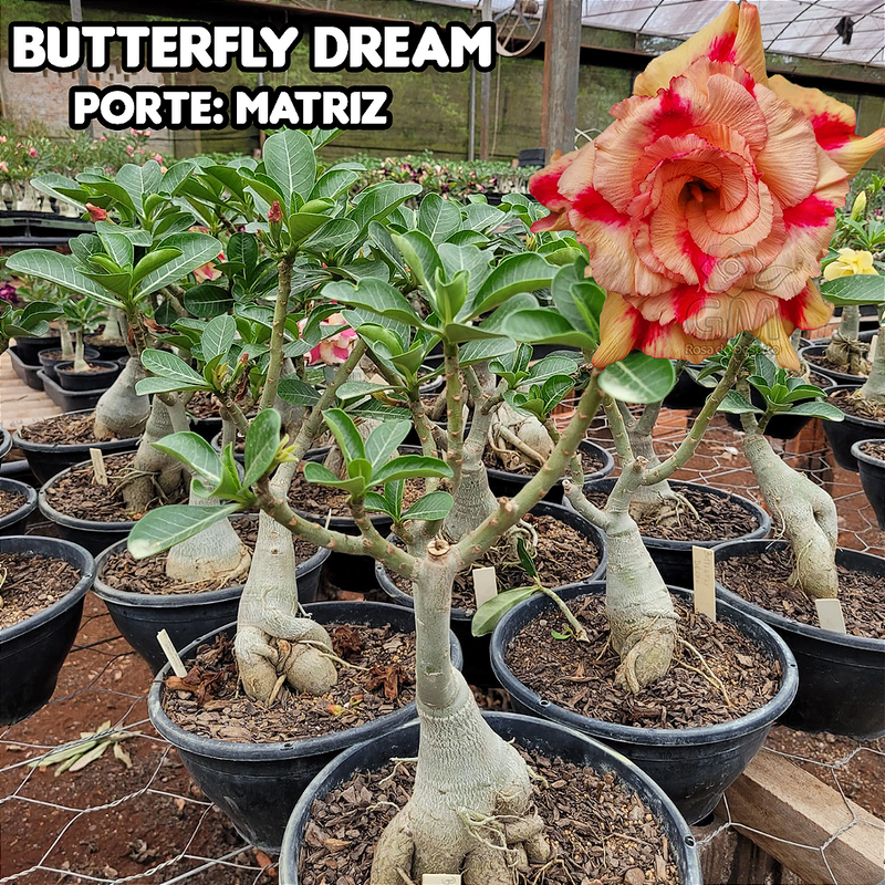 0415 - Rosa do Deserto - ENXERTO ADULTO - BUTTERFLY DREAM