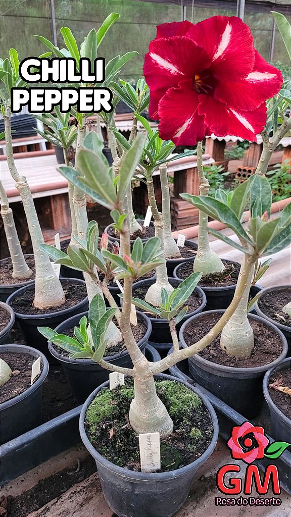 0147 - Rosa do Deserto - CHILI PEPPER