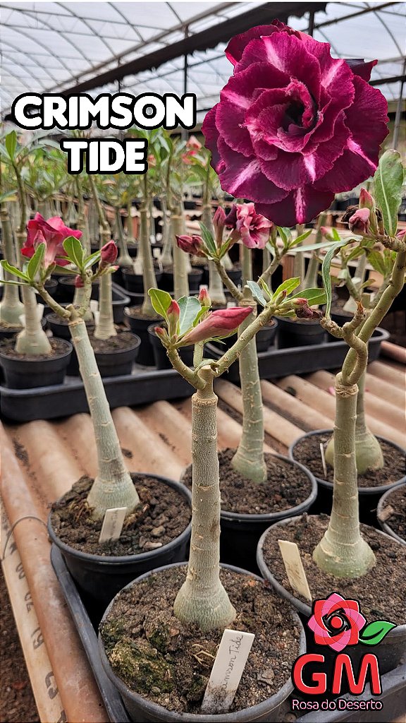 0129 - Rosa do Deserto - CRIMSON TIDE