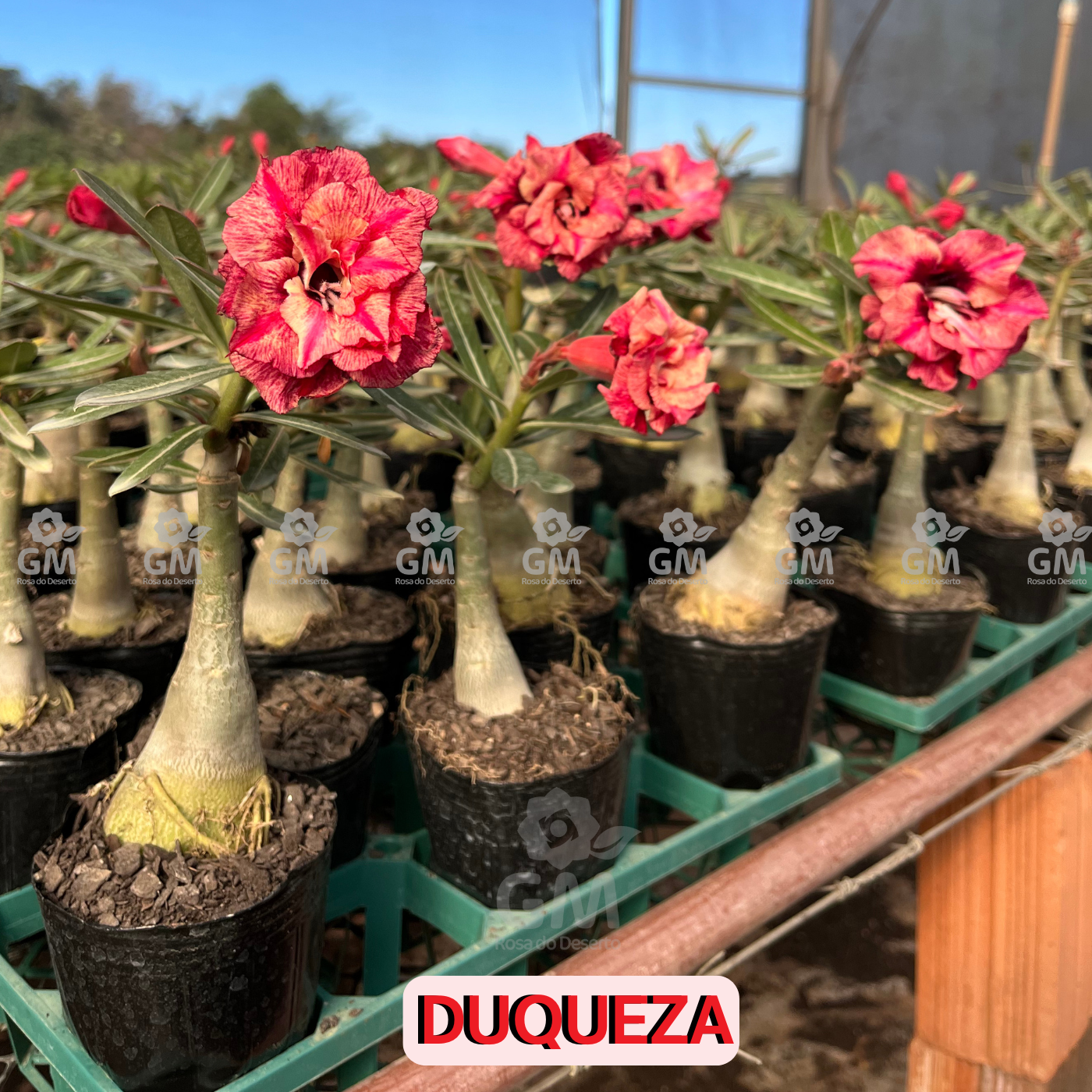 Rosa do Deserto -  DUQUEZA