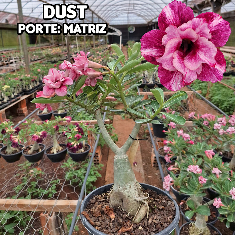 0442 - Rosa do Deserto - ENXERTO ADULTO - DUST