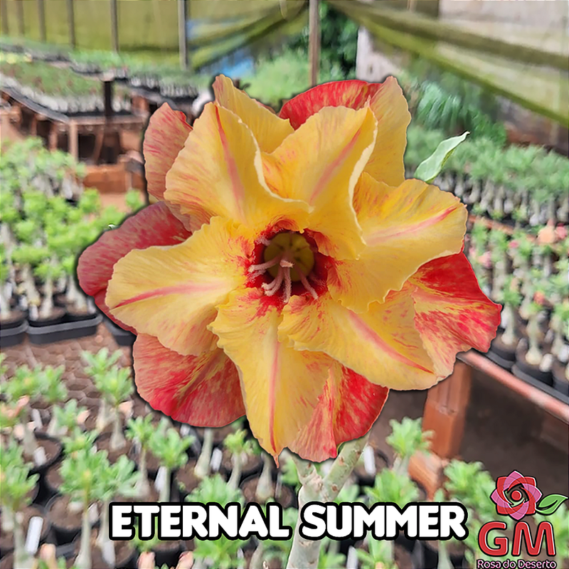 0051 - Rosa do Deserto - ETERNAL SUMMER