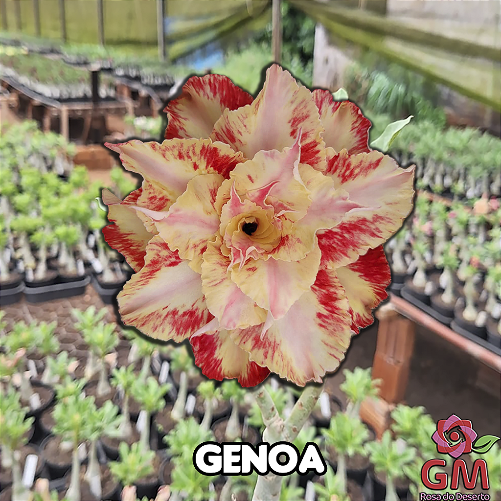 0048 - Rosa do Deserto - GENOA