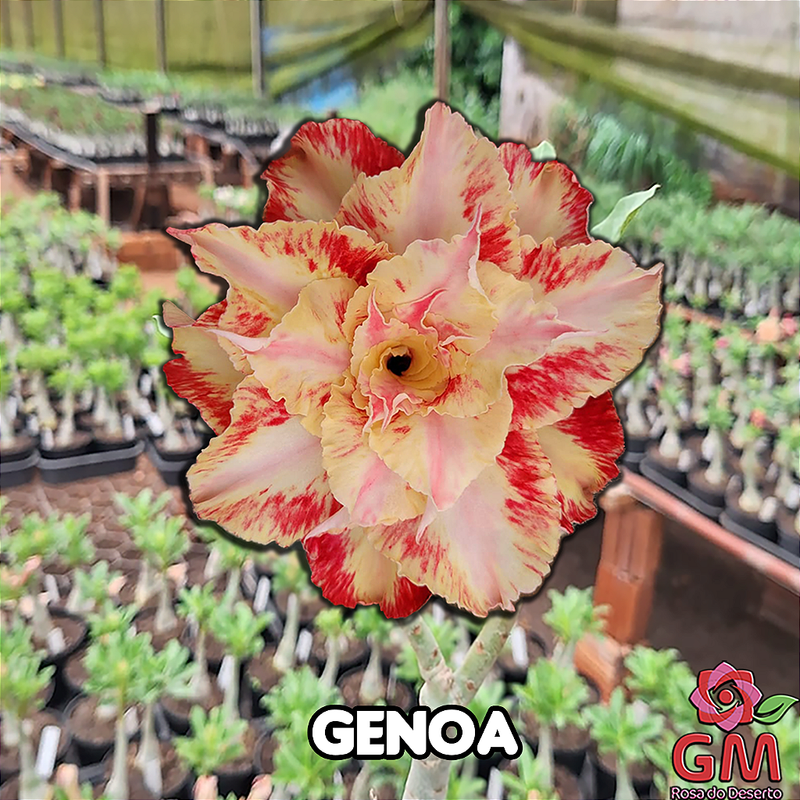 0048 - Rosa do Deserto - GENOA