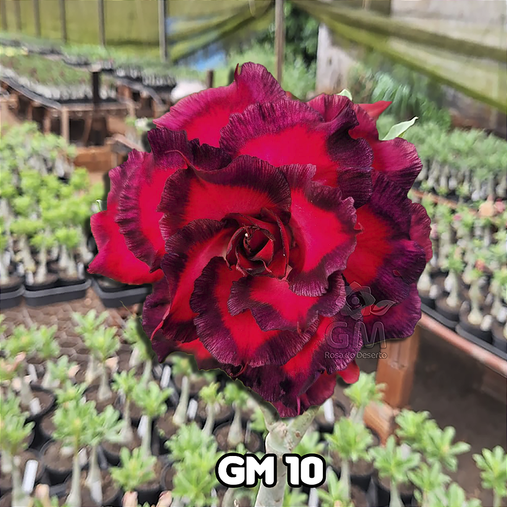0222 - Rosa do Deserto - GM 10 ( FLOR GRANDE MULTIPETALAS )