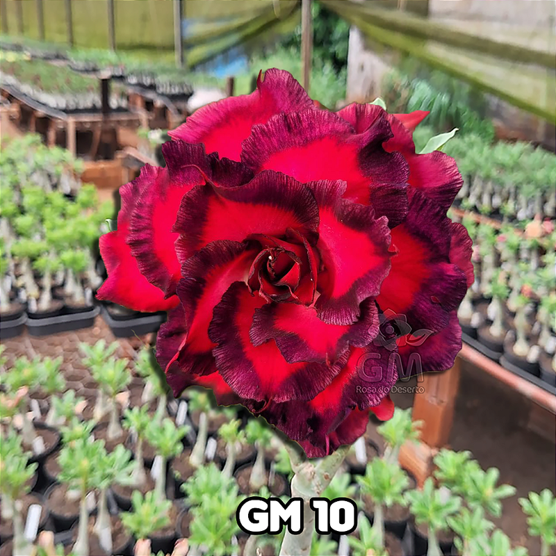 0222 - Rosa do Deserto - GM 10 ( FLOR GRANDE MULTIPETALAS )