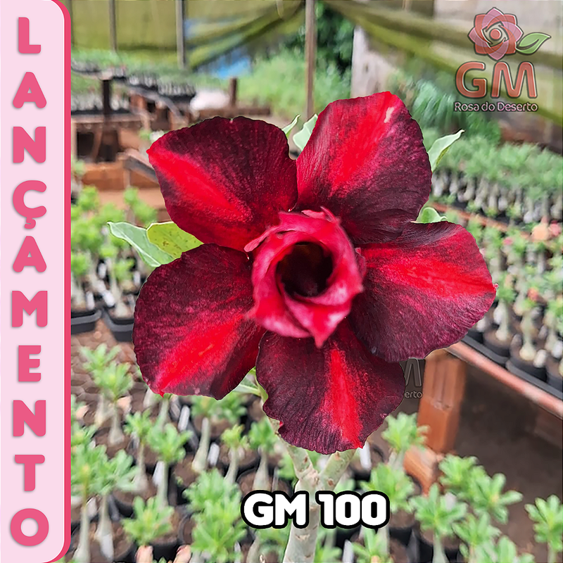 0188 - Rosa do Deserto - GM 100