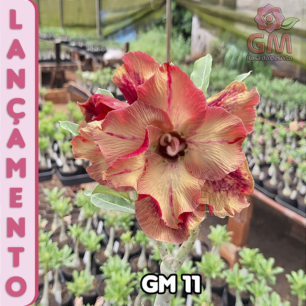 0244 - Rosa do Deserto - GM 11 (FLOR GRANDE E TRIPLA )