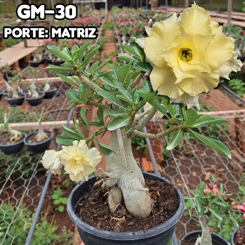 0441 - Rosa do Deserto - ENXERTO ADULTO - GM-30