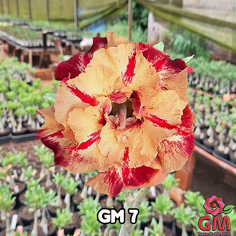 0218 - Rosa do Deserto - GM 7 ( PERFUMADA )