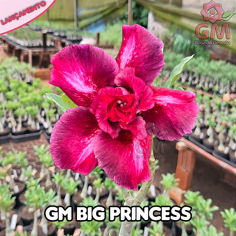 0249 - Rosa do Deserto - GM BIG PRINCESS (FLOR GRANDE)