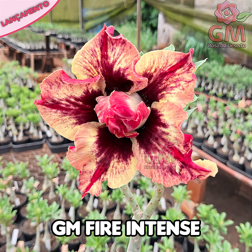 0280 - Rosa do Deserto - GM FIRE INTENSE (MULTIPETALAS)