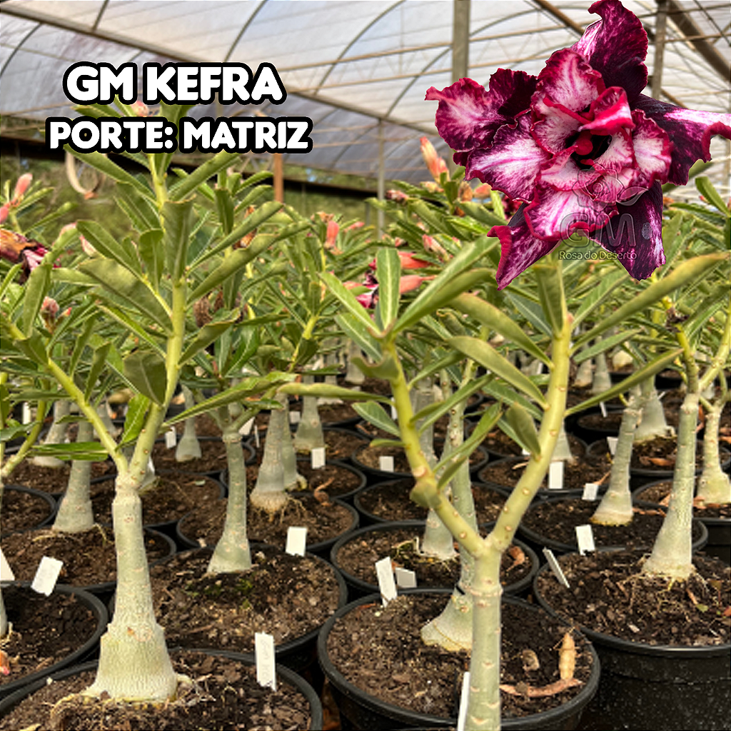 0357 - Rosa do Deserto - ENXERTO ADULTO  - GM KEFRA