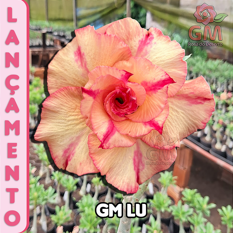 0247 - Rosa do Deserto - GM LU