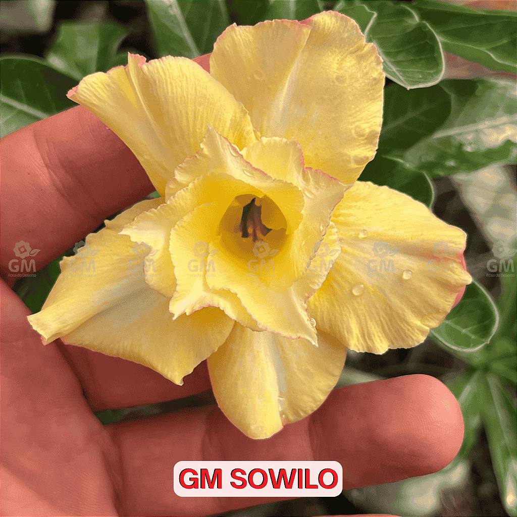 0291 -  Rosa do Deserto - GM SOWILO