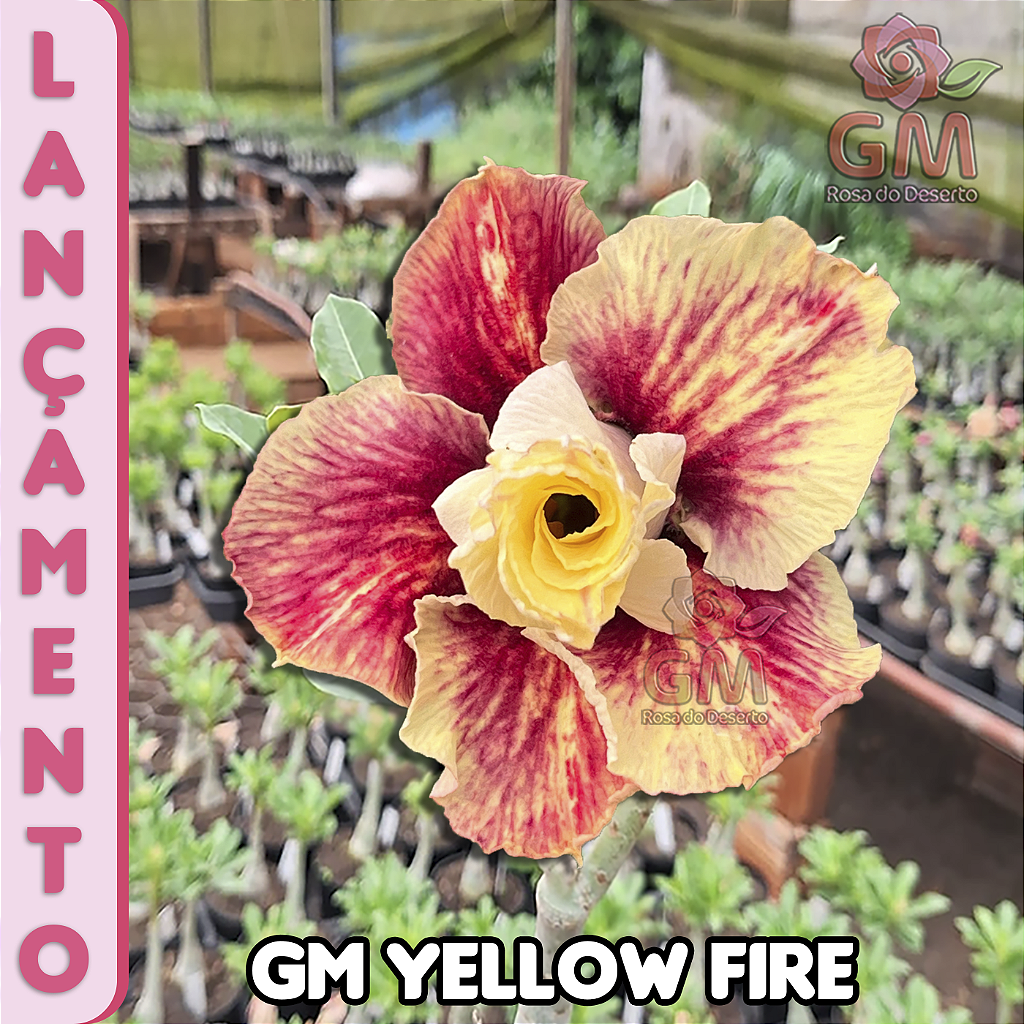 0248 - Rosa do Deserto - GM YELLOW FIRE (PERFUMADA)
