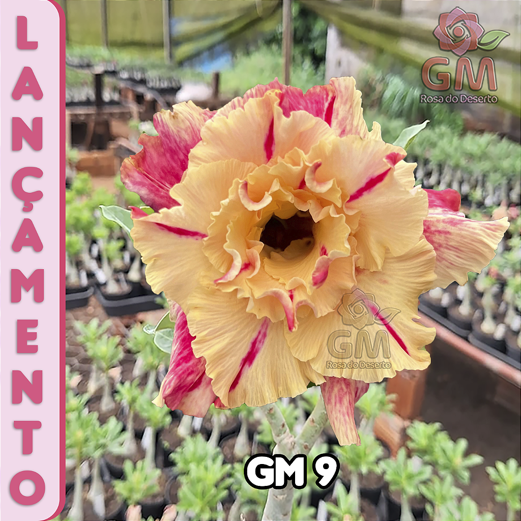 0243 - Rosa do Deserto - GM 9 ( PERFUMADA / FLOR GRANDE E MULTIPETALAS )