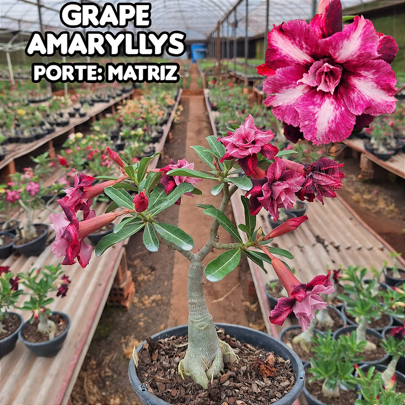 0436 - Rosa do Deserto - ENXERTO ADULTO - GRAPE AMARYLLIS