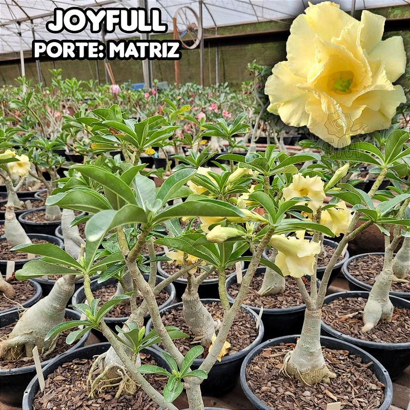 0435 - Rosa do Deserto - ENXERTO ADULTO - JOYFULL