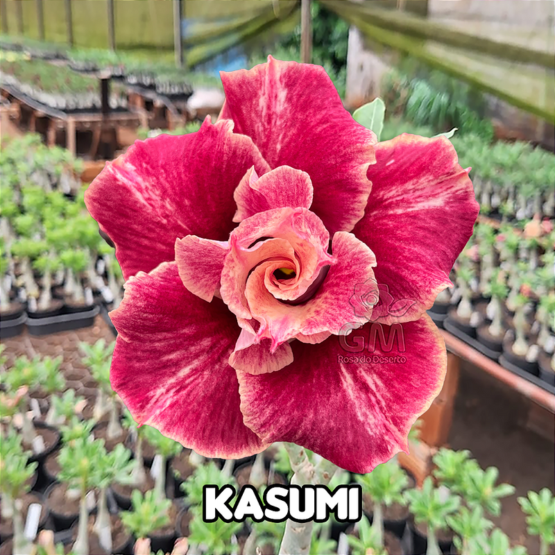 0063 - Rosa do Deserto - KASUMI