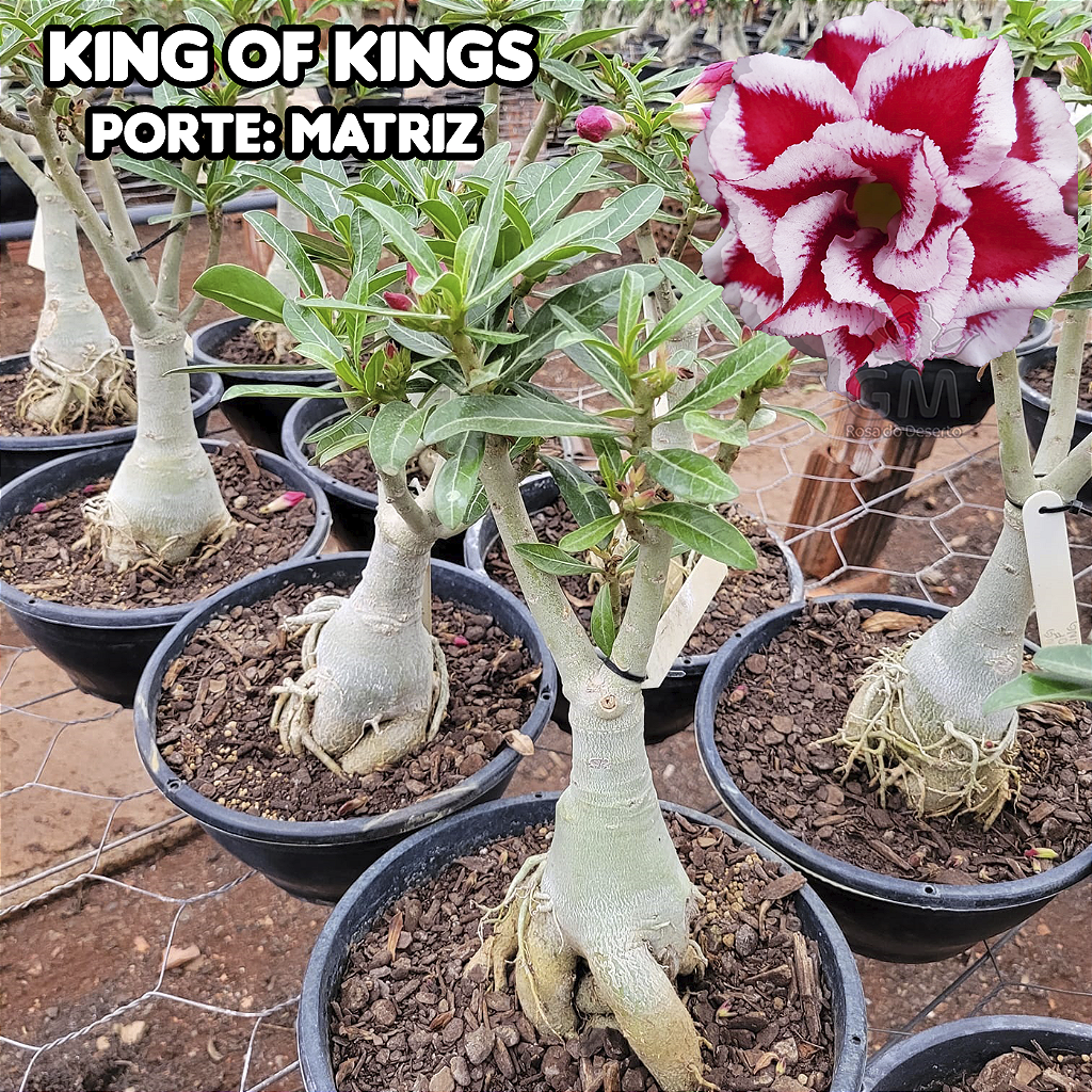 0417 - Rosa do Deserto - ENXERTO ADULTO - KING OF KINGS