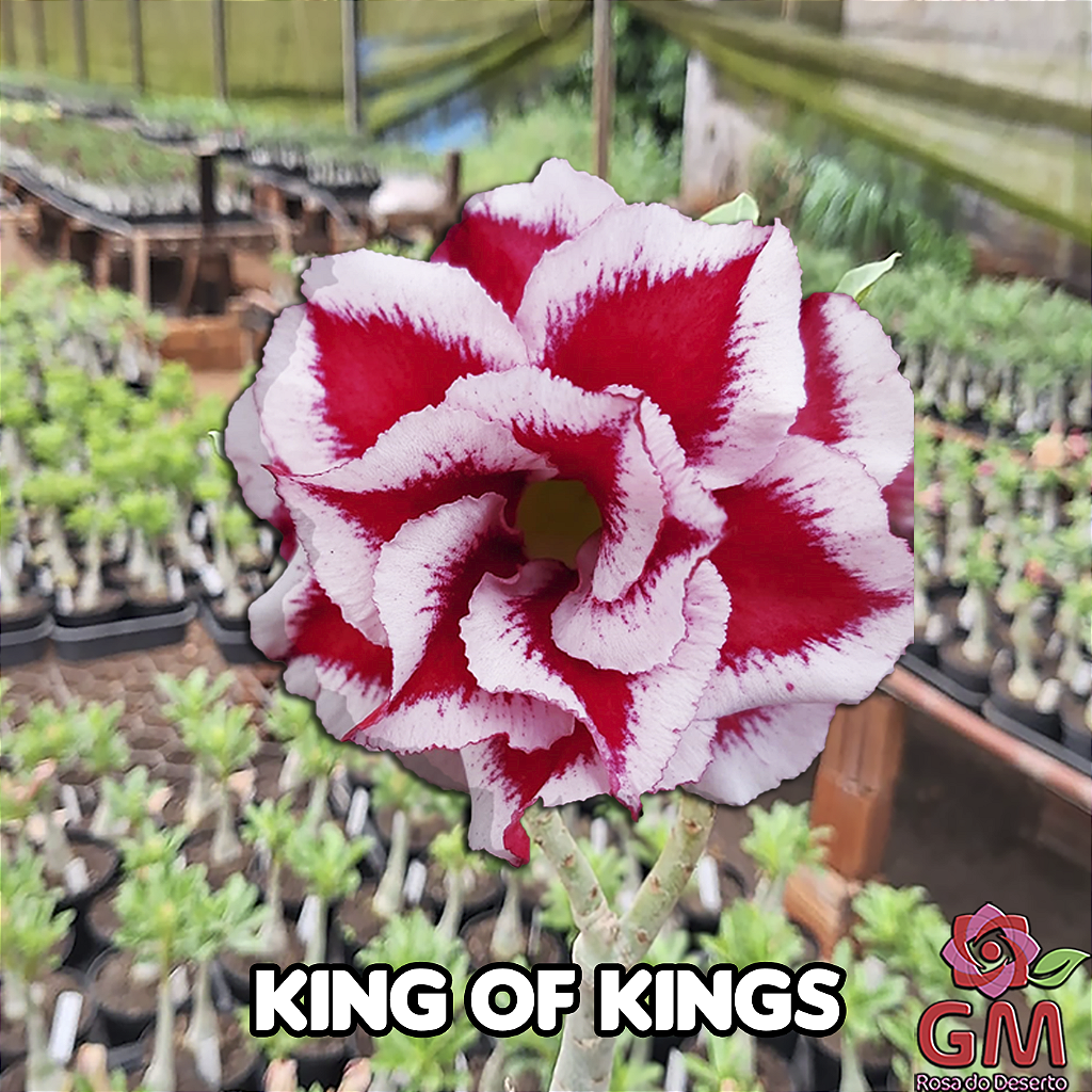 0066 - Rosa do Deserto - KING OF KINGS