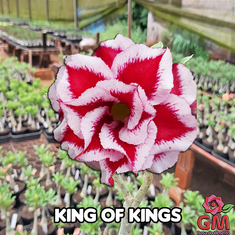 0066 - Rosa do Deserto - KING OF KINGS