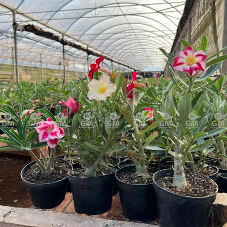 KIT 10 Plantas de Semente Cores Sortidas ( Não é possível a escolha de cores ) - Gm Rosa Do Deserto