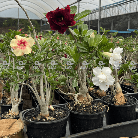 KIT 15 Plantas de Semente Cores Sortidas ( Não possível a escolha de cores ) - Gm Rosa Do Deserto