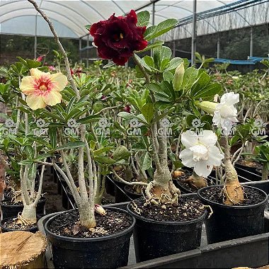 KIT 5 Plantas de Semente Cores Sortidas ( Não é possível a escolha de cores ) - Gm Rosa Do Deserto