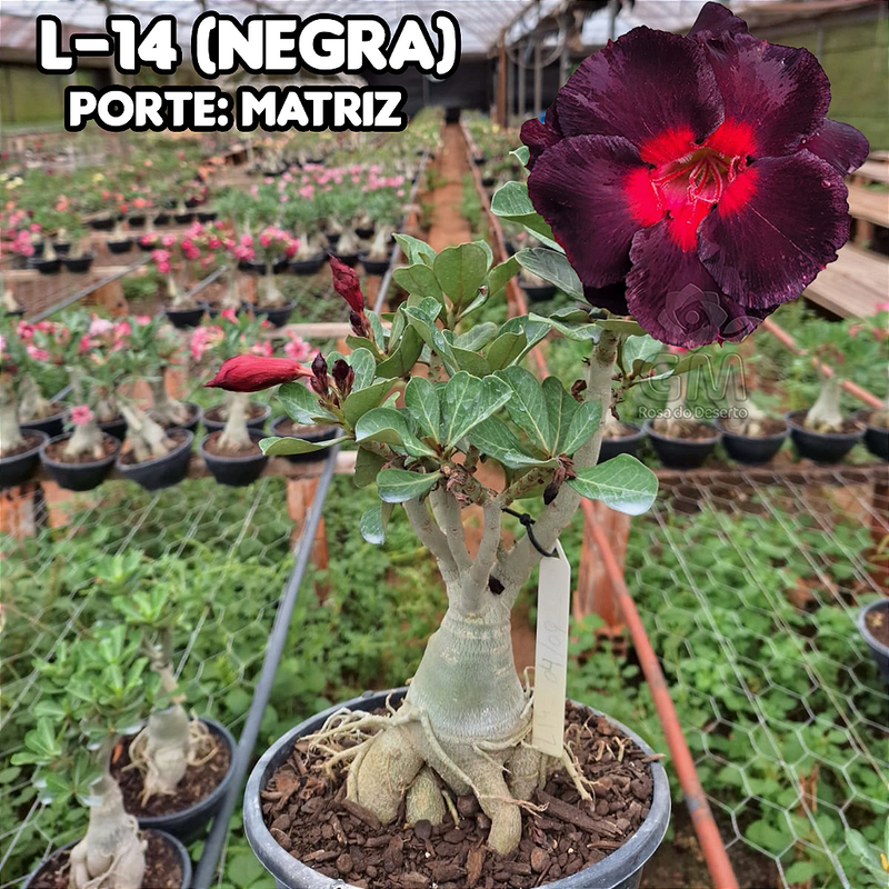 0446 - Rosa do Deserto - ENXERTO ADULTO - L-14 ( NEGRA )