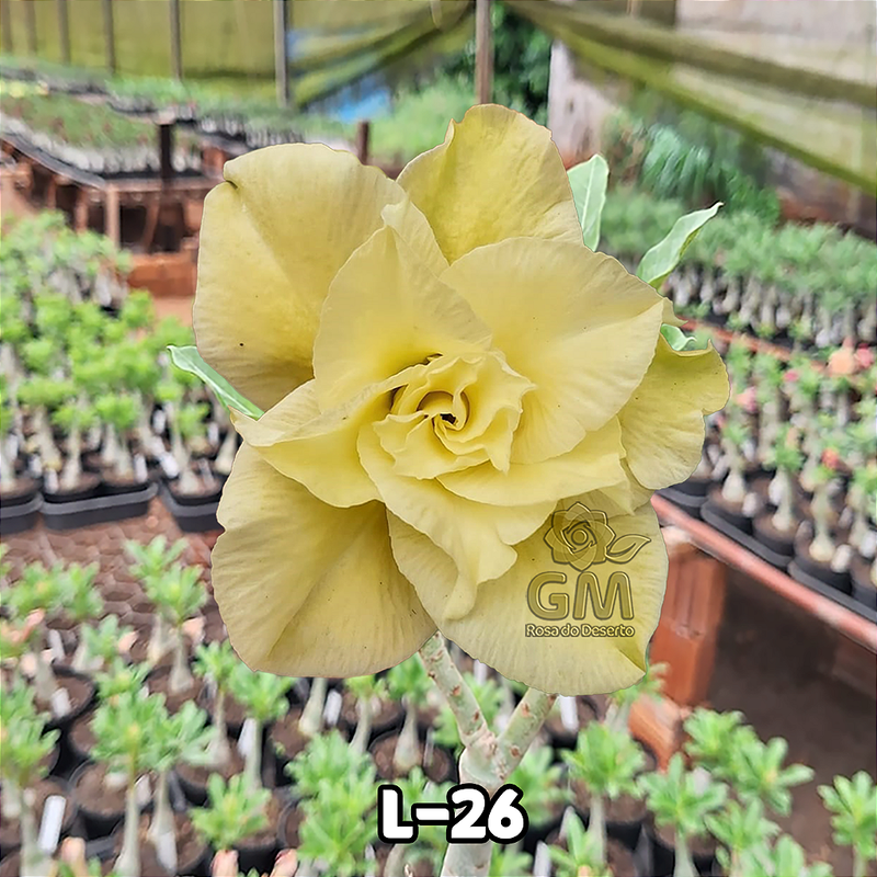 0072 - Rosa do Deserto -  L-26