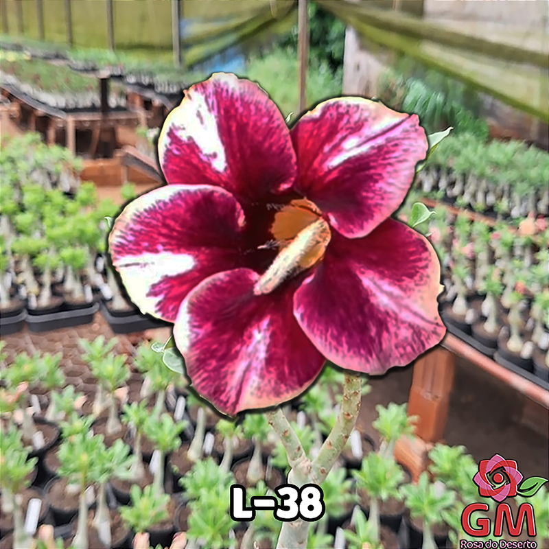 0169 - Rosa do Deserto - L-38